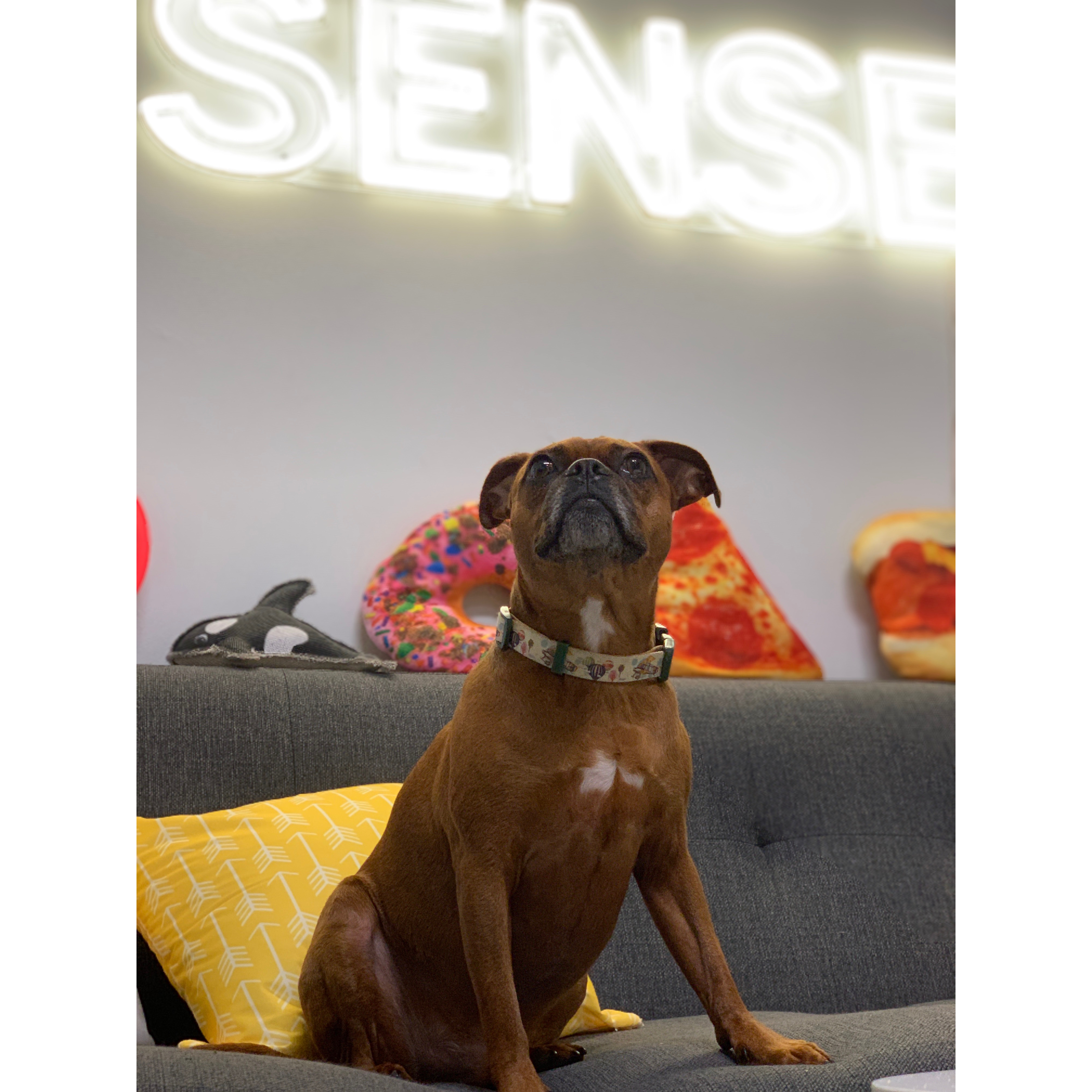 Office dog below company sign